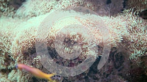 Heteractis anemone Magnifica with stinging tentacles in coral reef seabed. Red Sea Egypt tropical Indo-Pacific Ocean