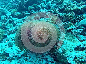 Ritteri anemone - Clown Fish home