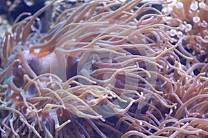 Heteractis magnifica anemone in underwater.