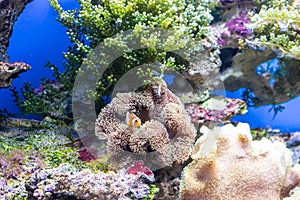Heteractis magnifica in the background of a nice coral reef