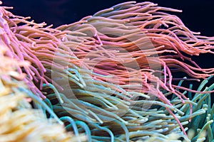 Heteractis magnifica, Colored long tentacle Anemone