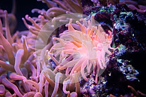 Heteractis magnifica, Colored long tentacle Anemone