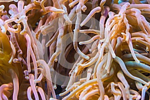 Heteractis magnifica, Colored long tentacle Anemone