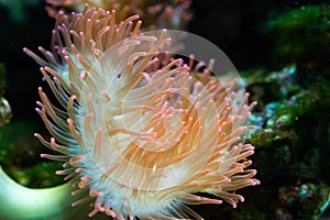 Heteractis magnifica, Colored long tentacle Anemone