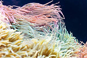 Heteractis magnifica, Colored long tentacle Anemone photo