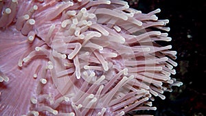 Heteractis magnifica The magnificent sea anemone