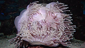 Heteractis magnifica The magnificent sea anemone, also known as the Ritteri anemone