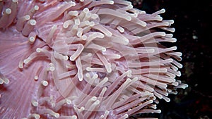 Heteractis magnifica The magnificent sea anemone, also known as the Ritteri anemone