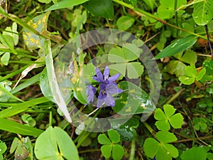 Heteranthera limosa or water hyacinth photo