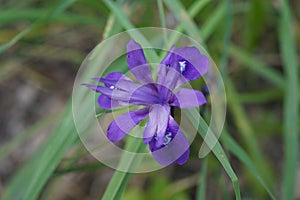 Heteranthera limosa or water hyacinth photo