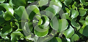 Heteranthera reniformis Ruiz green beautiful leaf photo