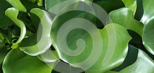 Heteranthera reniformis Ruiz green cute leaf photo