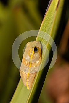 Heterixalus betsileo, frog in Ambalavao, Andringitra National Park. Madagascar wildlife