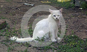 Heterochromia iridum conditioned cat