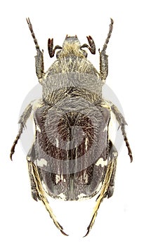 Heterocnemis graeca