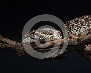 Heterodon nasicus studio shot. Western hognose snake portrait. Snake on black background