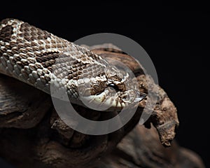 Heterodon nasicus studio shot. Western hognose snake portrait. Snake on black background