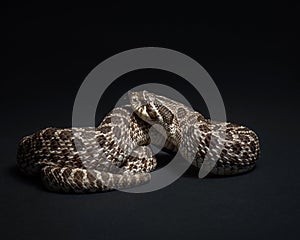 Heterodon nasicus studio shot. Western hognose snake portrait. Snake on black background