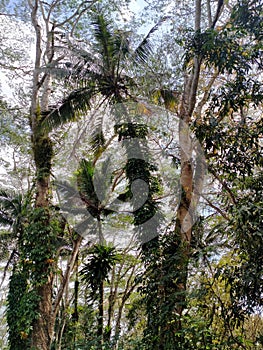 Heterogeneous forest