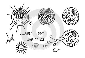 Heterogenic monads nittela origin, vector illustration.