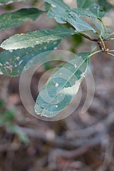 HETEROMELES ARBUTIFOLIA LEAF - TOPANGA SP - 021721 A photo
