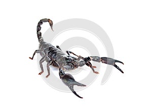 Heterometrus longimanus back scorpion.Emperor Scorpion, Pandinus imperator.scorpion isolate on white background.