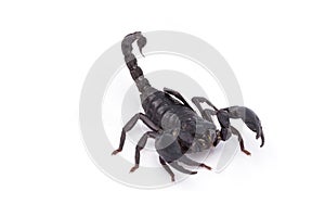 Heterometrus longimanus back scorpion.Emperor Scorpion, Pandinus imperator.scorpion isolate on white background