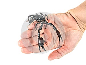 Heterometrus spinifer in studio