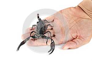 Heterometrus spinifer in studio