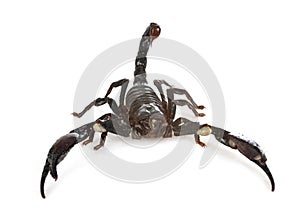 Heterometrus spinifer in studio