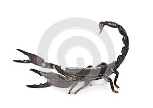 Heterometrus spinifer in studio