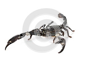 Heterometrus spinifer in studio