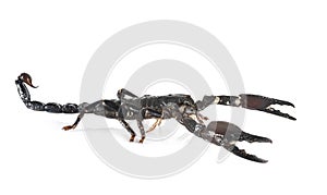 Heterometrus spinifer in studio