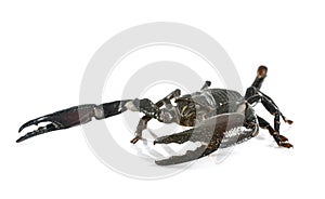 Heterometrus spinifer in studio