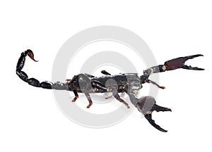 Heterometrus spinifer in studio