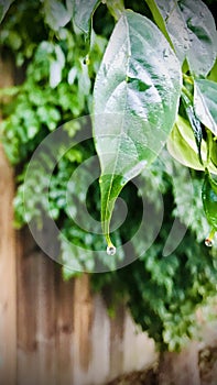 Heteropanax Fragrans leaves with waterdrop close up.