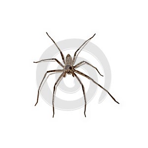 Huntsman Spider isolated on a white background