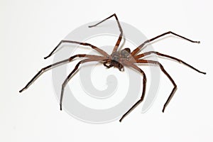 Heteropoda venatoria spider