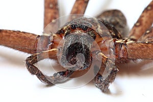 Heteropoda venatoria spider