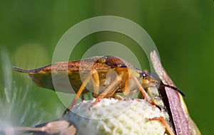 Heteroptera bug