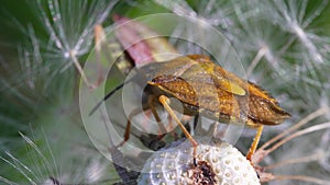 Heteroptera bug.