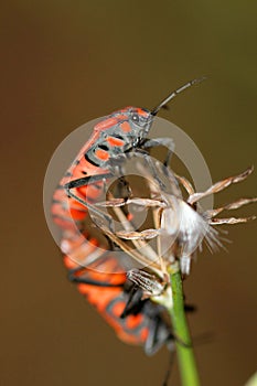 Heteroptera copulating photo