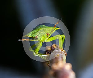 Heteroptera