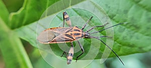 Heteroptera is a group of approximately 40,000 species of insects in the order Hemiptera. photo