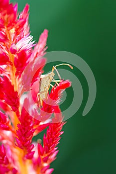 Heteroptera on hornbill flower