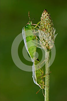 Heteroptera pentatomidae and reproduction photo