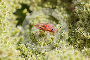 Heteroptera