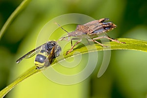 Heteroptera with wasp prey on leaf