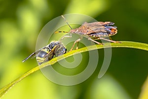 Heteroptera with wasp prey on leaf