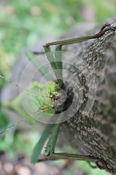 Heteropteryx dilatata